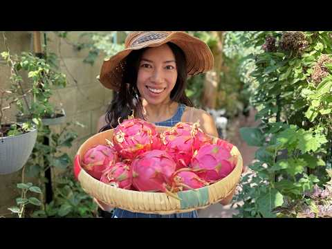 How To Tell If Dragon Fruit Is Ready To Pick