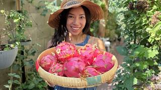 How To Tell If Dragon Fruit Is Ready To Pick