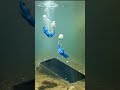 Blue Pikmin just saved my phone