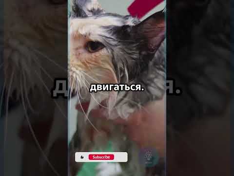 Почему коты боятся воды? Ответ — неожиданный #Коты #Факт #Животные #Shorts #shortvideo #iqcheck