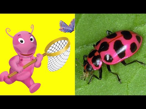 The Backyardigans Characters & Animals in Real Life New