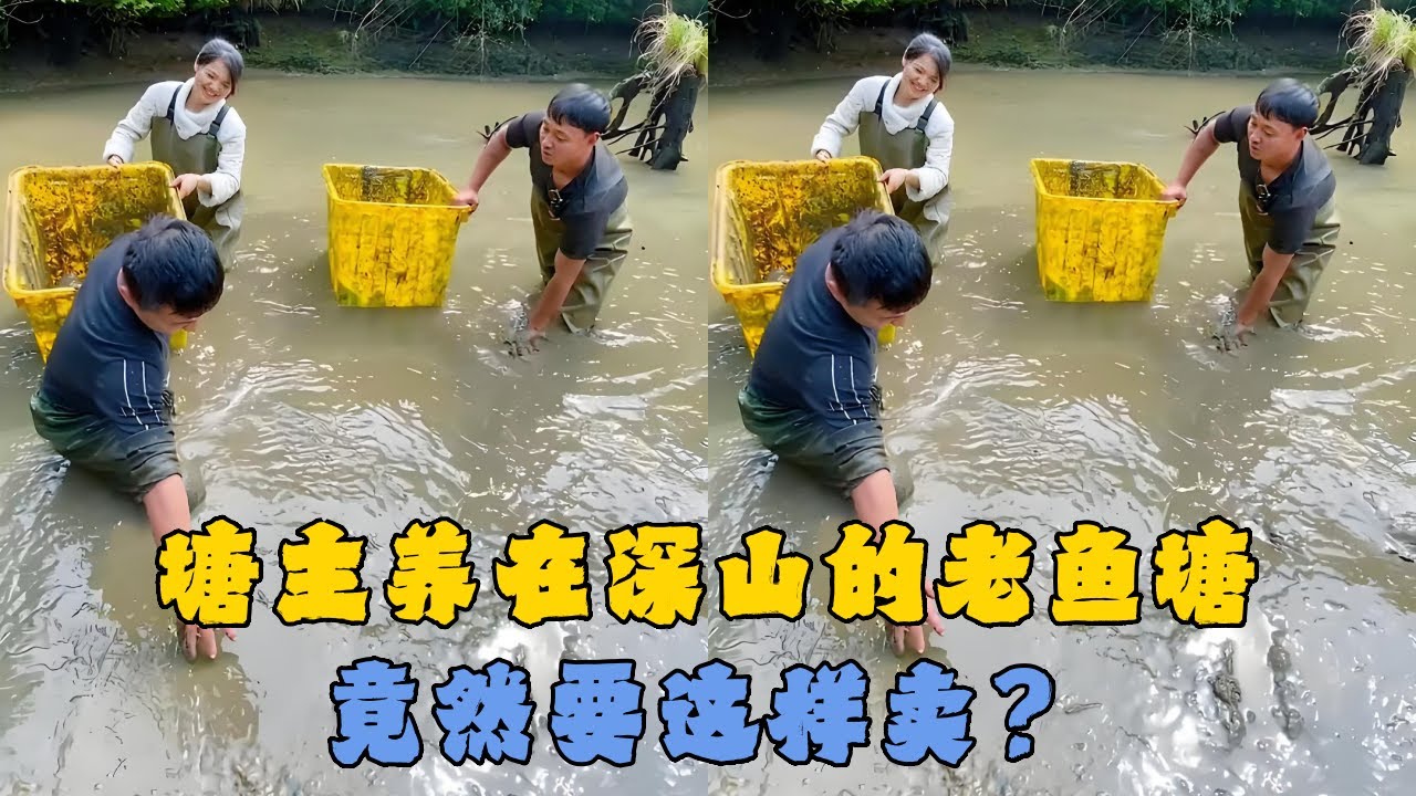 塘主养在深山的老鱼塘，竟然要这样卖？#户外抓鱼 #户外捕鱼 #大表哥抓鱼 #乡村生活 #农村生活