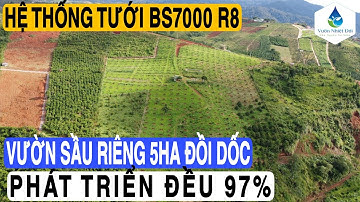 Hệ thống tưới béc BS7000 R8, và vườn sầu riêng 5ha đồi dốc sau 15 tháng lắp đặt