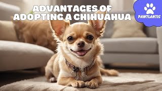 ADVANTAGES of Adopting a CHIHUAHUA 🐶✅ (Top 5 REASONS) | Dog Fact by Vibeza - Paw 122 views 8 months ago 3 minutes, 44 seconds