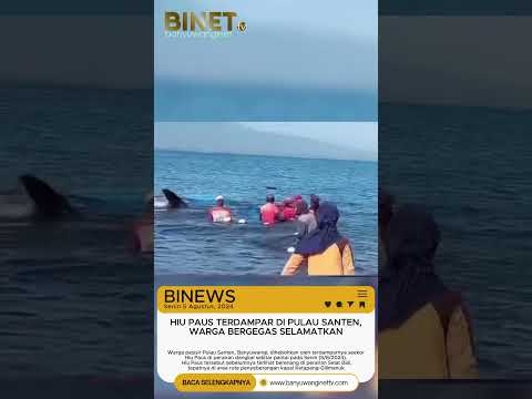 HIU PAUS TERDAMPAR DI PULAU SANTEN, WARGA BERGEGAS SELAMATKAN
