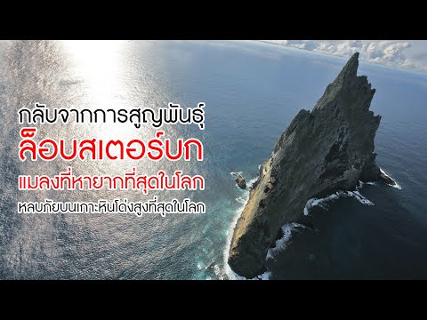 กลับจากการสูญพันธุ์ 'ล็อบสเตอร์บก' แมลงหายากที่สุดในโลก หลบภัยบนเกาะหินโด่งสูงที่สุดในโลก