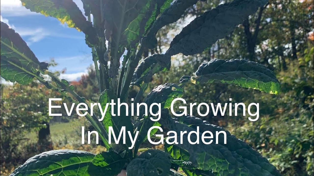 Everything Growing In My Garden - YouTube