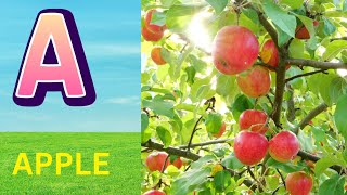 ABC Phonics Song | Alphabet letter sounds | ABC learning for toddlers | Education ABC Nursery Rhymes