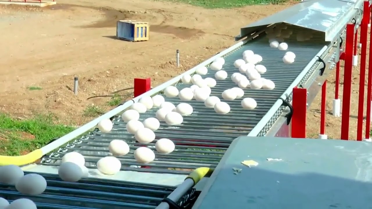 Gartech | Egg Cross Conveyor | Efficient Egg Collection for Layer Farms