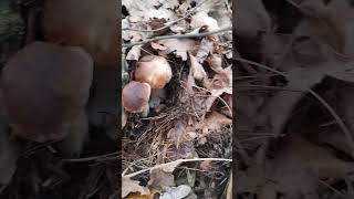 Полянка белых грибов