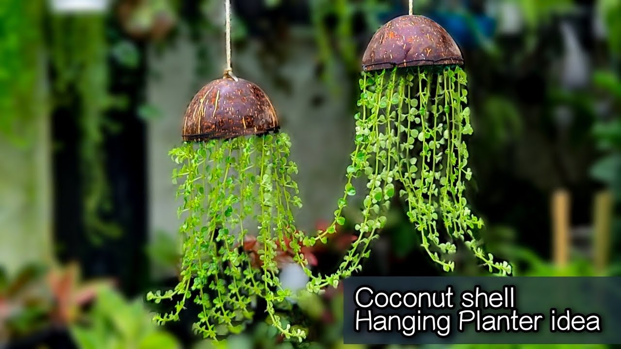Easy, Cheap, and DIY-able Coconut Shell Planters, by Barbulianno Design