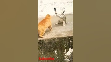 Thumbnail of 🐈⚔️🐈 Cat Fight On Camera! (PT 2) [Full CAM] [NO LABELS OR TEXT] #shorts #trending #viral #cats #2023