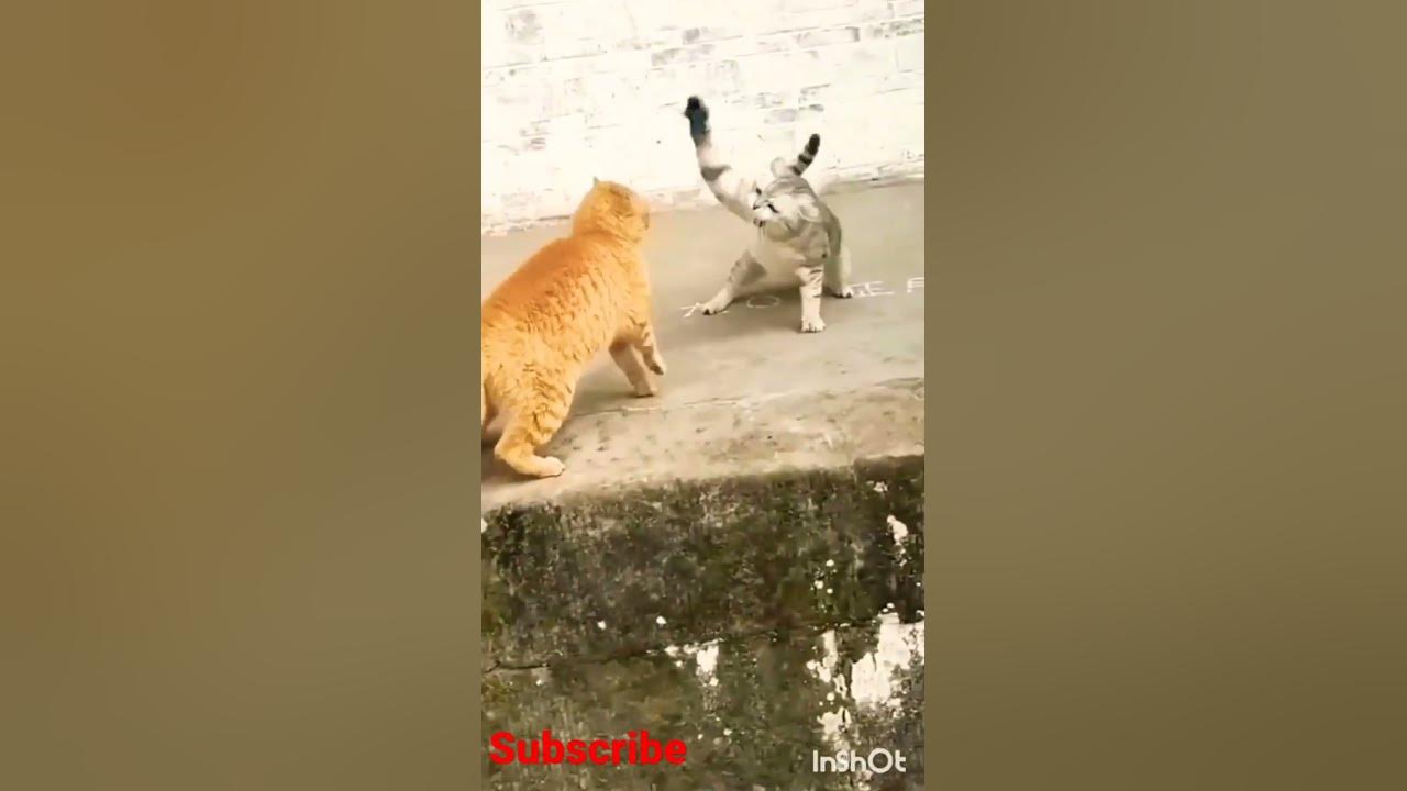 🐈⚔️🐈 Cat Fight On Camera! (PT 2) [Full CAM] [NO LABELS OR TEXT] #shorts #trending #viral #cats #2023
