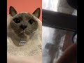 Песня от кота