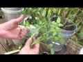 How to Easily Clone Tomatoes and Root Tomato Suckers - The Rusted Garden 2013