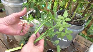 How to Easily Clone Tomatoes and Root Tomato Suckers - The Rusted Garden 2013