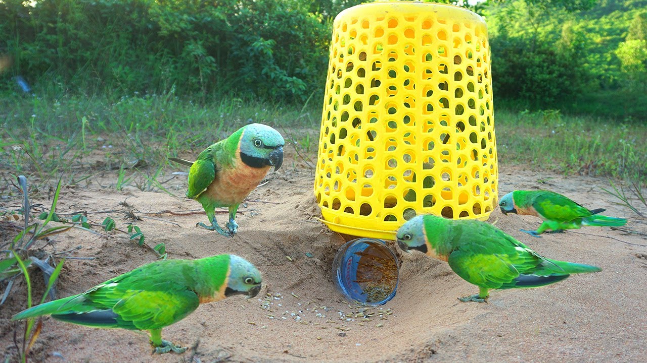 Build Underground Parrot Trap Using Basket & Plastic Bottle - Easy Parrot Trap Work 100%