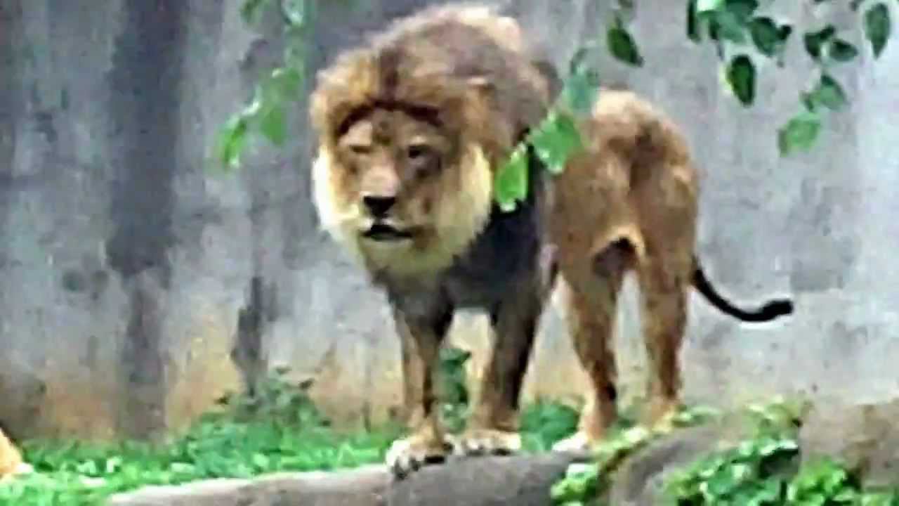 lion roaring i think he has a hairball