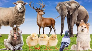 Learning Animal Sounds - Pigeon, Elephant, Lama, Deer, Monkey, Chick, Sheep, Dog