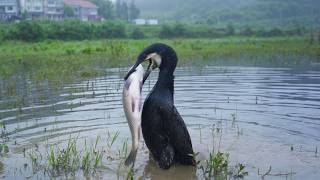 Download Lagu Can This Bird Swallow a Giant Fish? MP3 Download Lagu Can This Bird Swallow a Giant Fish? MP3