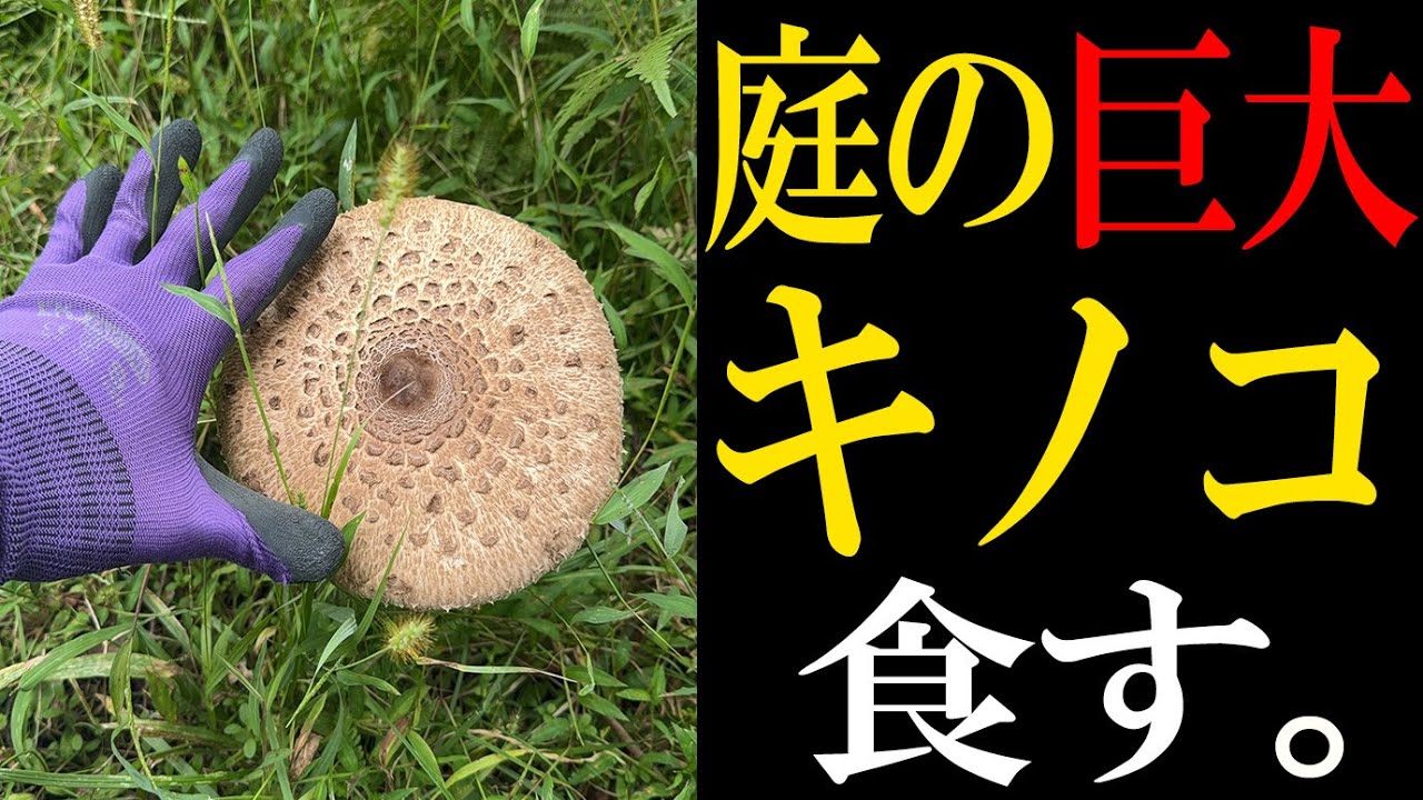 毒キノコ!?庭に生えてた巨大キノコ食べてみたw【おにぎり】#毒キノコ - YouTube