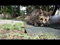 ねこに遊ばれるいもむし cat vs green caterpillar