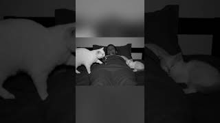 What This Cat Did at Midnight Will Shock You...#cat