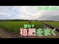 田植え後65日 穂肥(17-0-17)を追肥しました　田んぼ・２０２０
