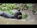 Giant Otter, Pteronura brasiliensis (2)