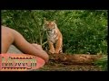 Dans la Jungle de Seonee - Mowgli - Part 1