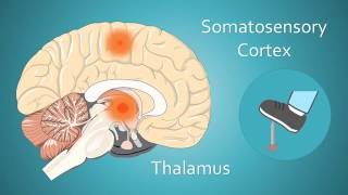 Brain Awareness Video Contest: Pain And The Brain