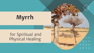 Myrrh: The Sacred Herb for Spiritual and Physical Healing