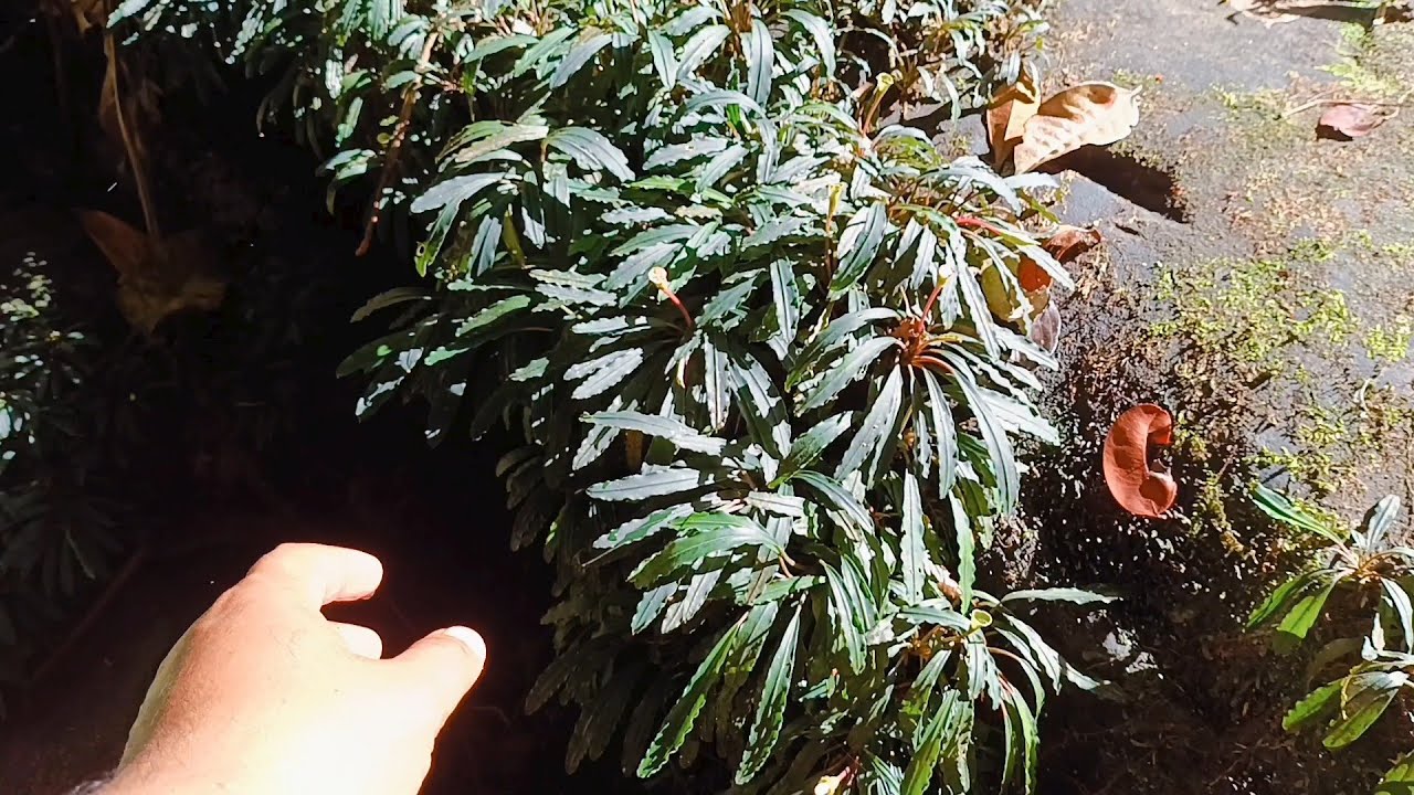 Bucephalandra Sanggau West Kalimantan - YouTube