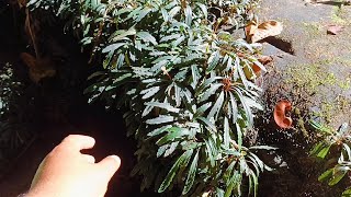 Bucephalandra Sanggau West Kalimantan - YouTube