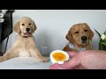 Dog Reviews Food With Baby Puppy | Tucker Taste Test 20