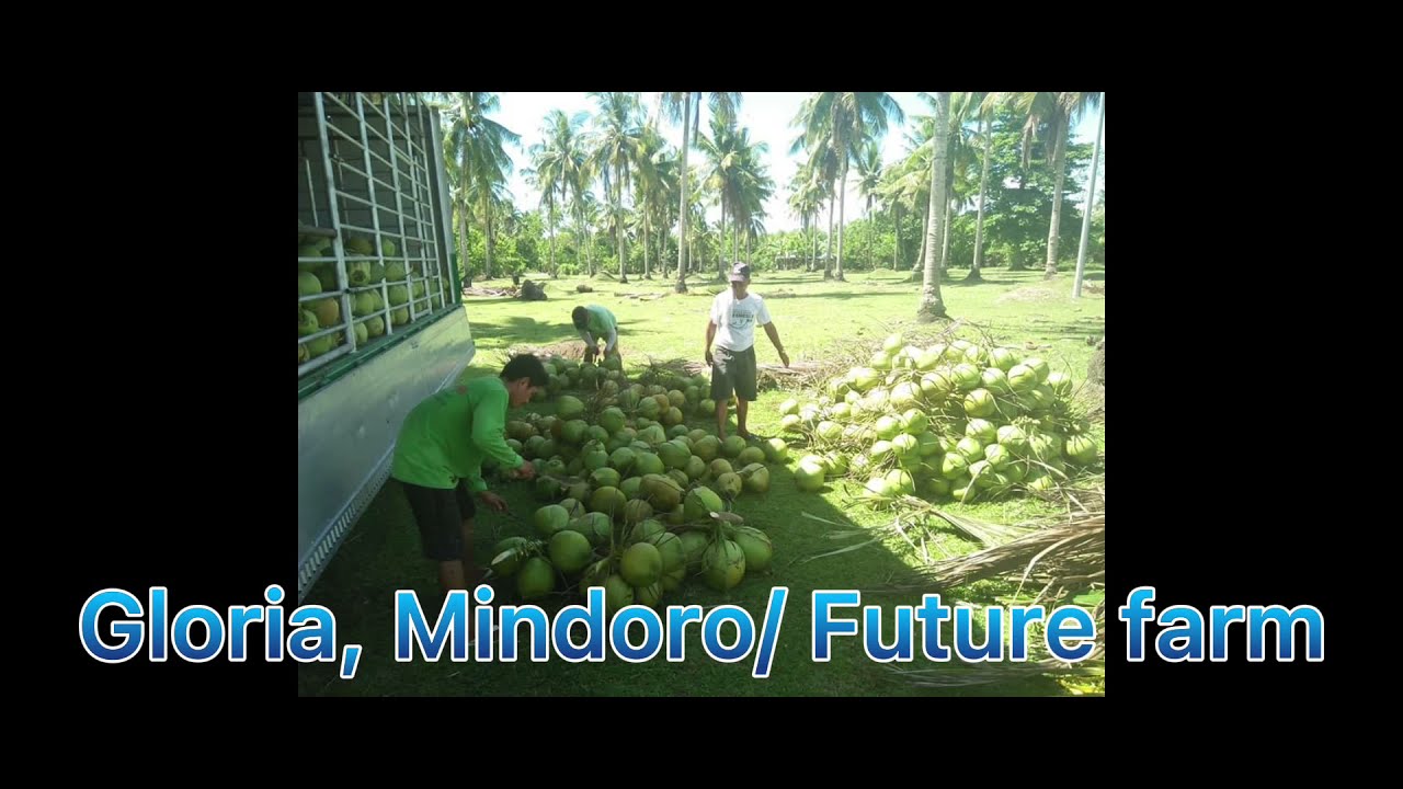 Gloria, Oriental Mindoro/ Our future farm! ️ YouTube
