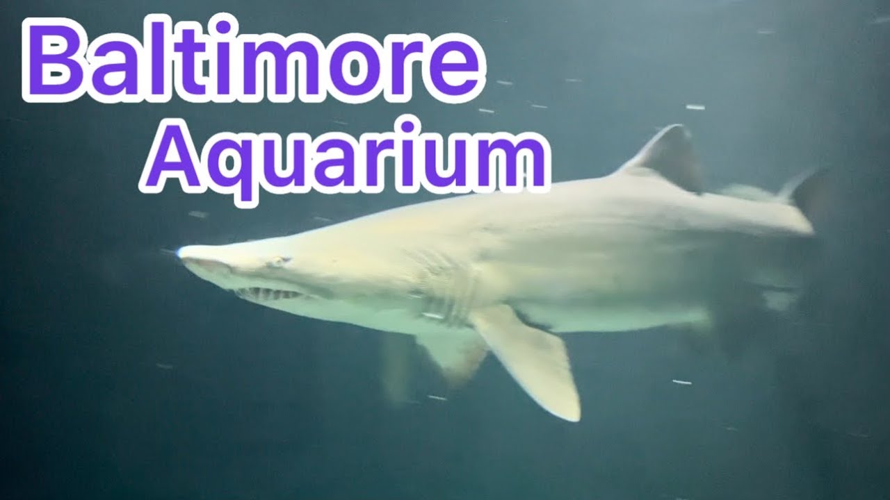 Aquarium tour | Baltimore national aquarium