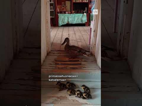Sorsaperhe tepasteli Porvoossa leluostoksille