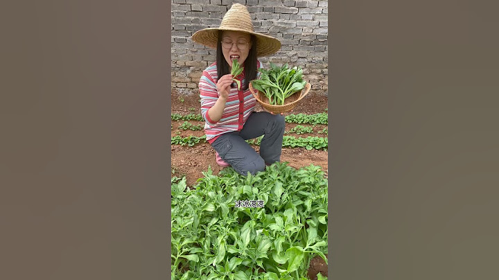 一颗就长这么大，冰菜太能生长了，而且冰冰凉凉的，脆脆爽爽的，非常好吃。#家庭种植 #我的小菜园 #田园生活 #种菜【我爱种菜家园】 - 天天要闻