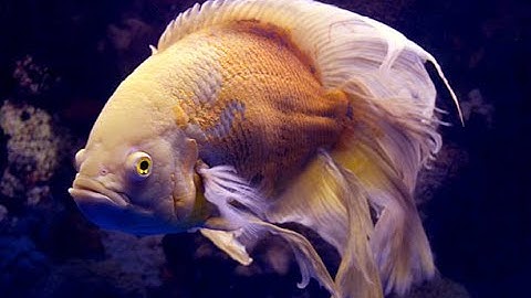 Tận mắt xem Cá tai tượng châu phi vây dài - Longfin Oscar Fish