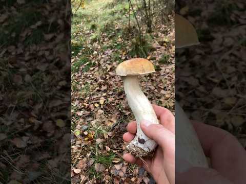 Самый вкусный гриб! #грибы #грибы2024 #грибывчехии #nature #česká