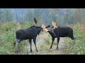 moose fight