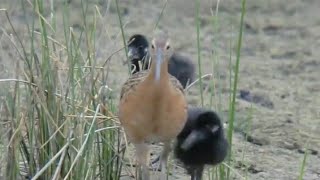 Tahu kah anda dengan burung rawa yang satu ini.. Burung ayam ayaman gallicrex cinerea