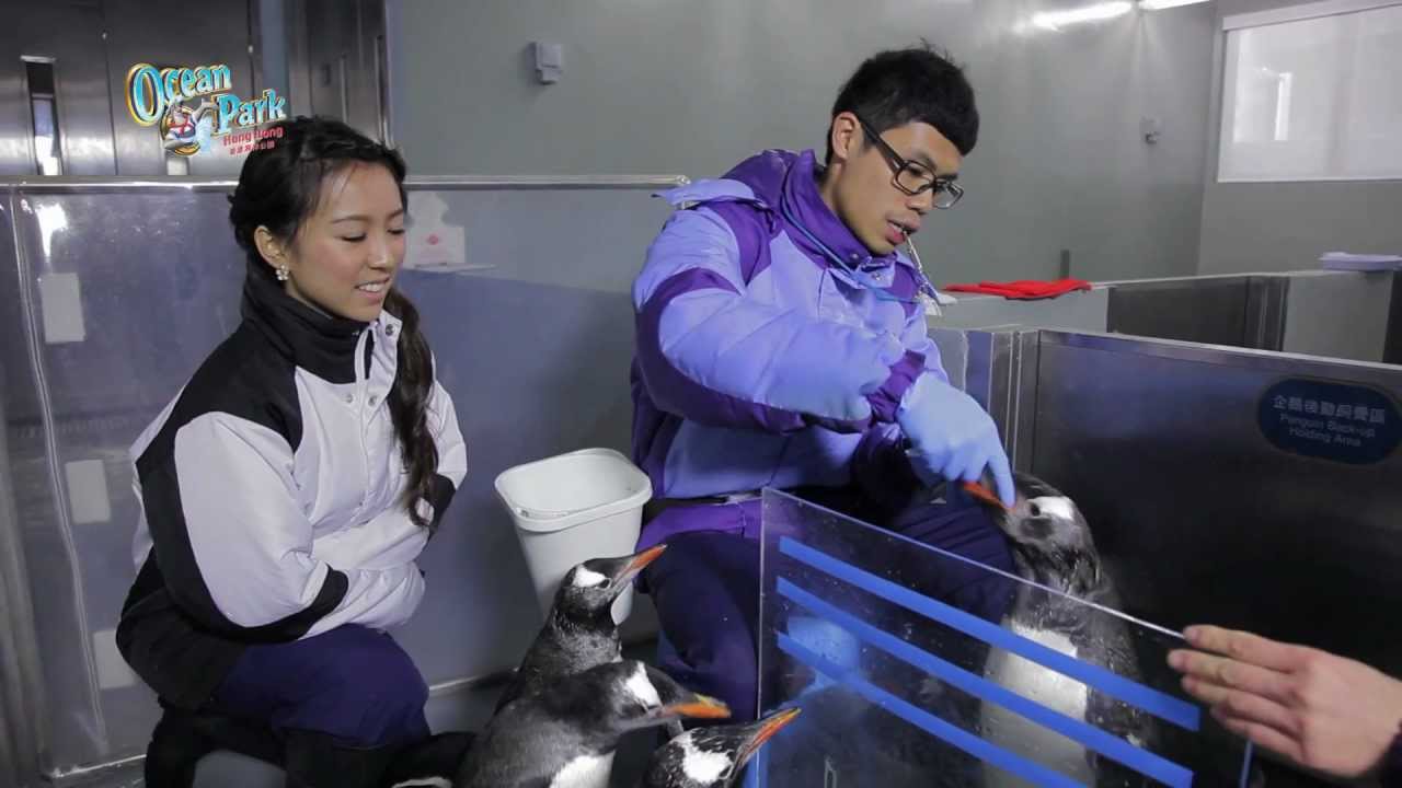 【Ocean Park Channel】Ocean Park InsideTrax Episode 6 -- Penguin Adventures (HD 1080)