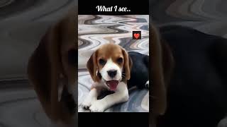 Cute beagle puppy #shorts