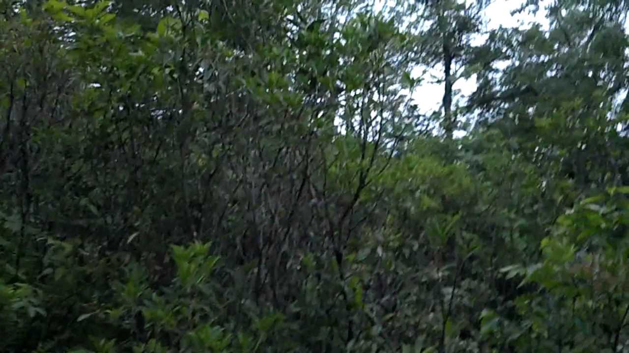 center for reproductive rights Timber Rattlesnake Tracks Update for 7-20-12
