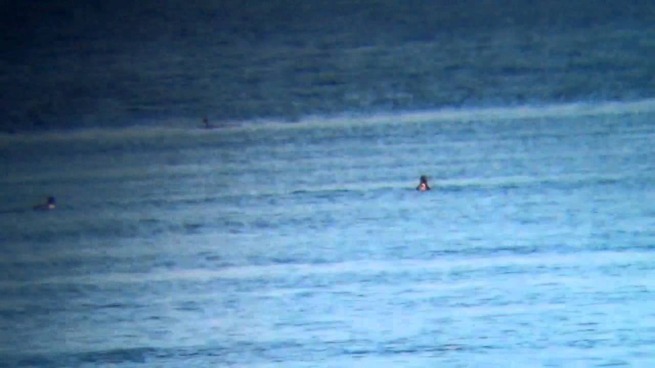 Red-breasted Merganser - Mergus serrator, Čunovo 6.1.2014