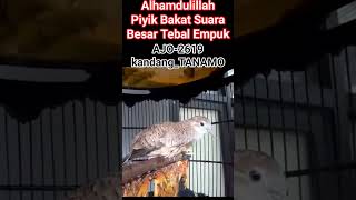 Download Lagu perkutut bahan lomba_wa_087882984774 ring ajo-2619 #perkutut #burung MP3