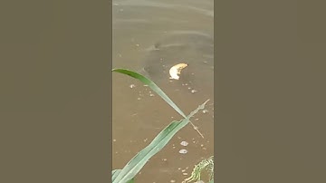 Cận Cảnh Cá Trắm Cỏ Ăn Mồi (p4)#shorts #catramco