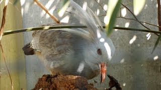 Kagu In YOKOHAMA ついばむカグーさん・野毛山動物園 Kagu In YOKOHAMA ついばむカグーさん・野毛山動物園